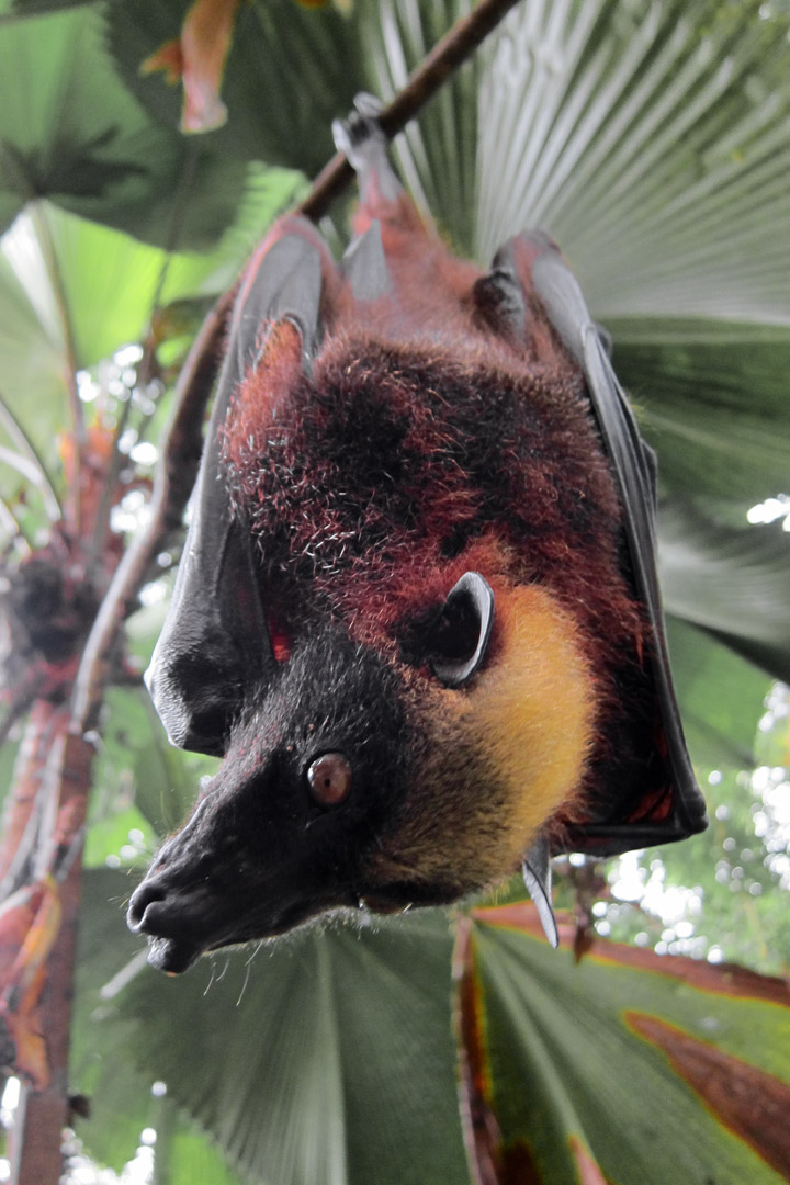 Bat