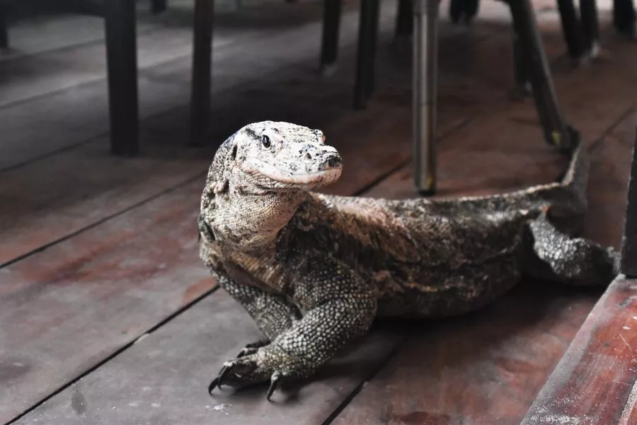 Monitor Lizard