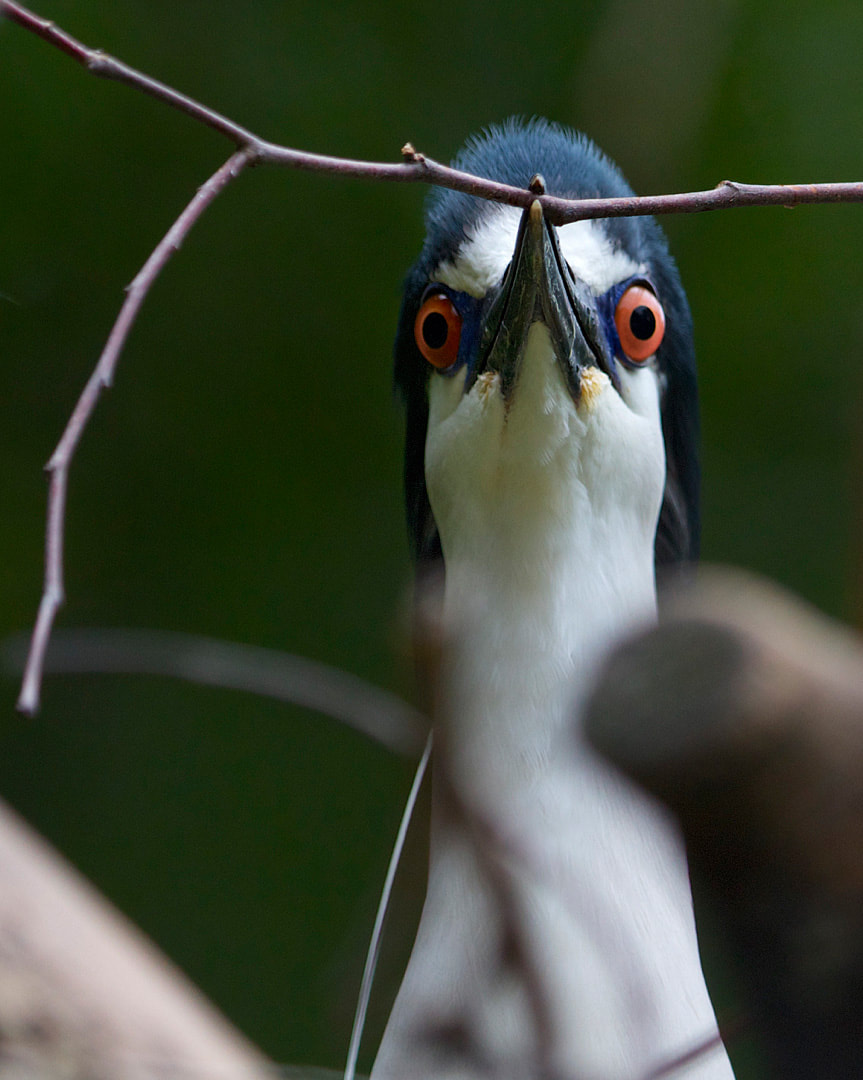 Night heron