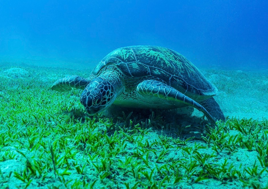 Sea turtle